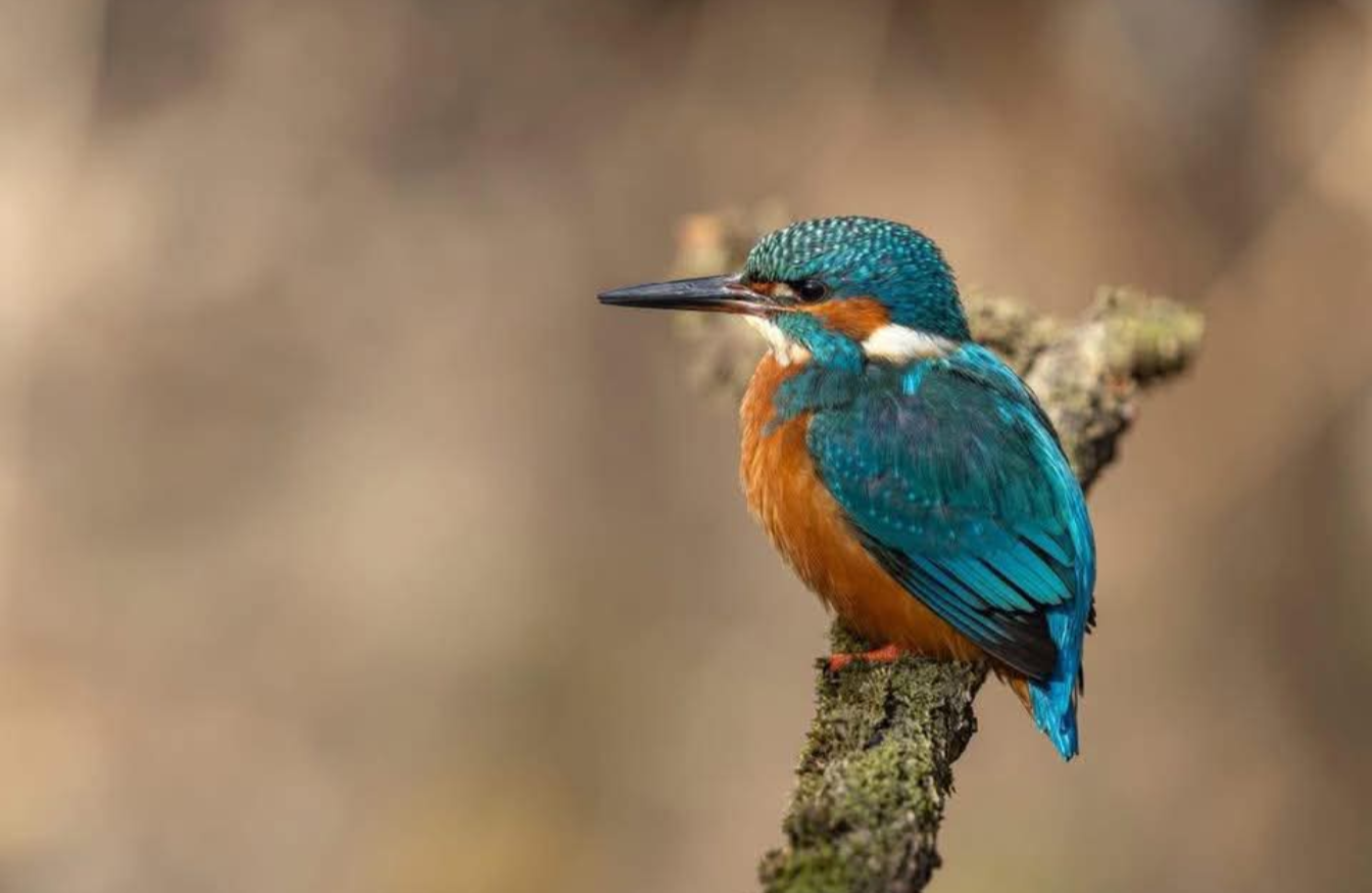 Product - 1747575196