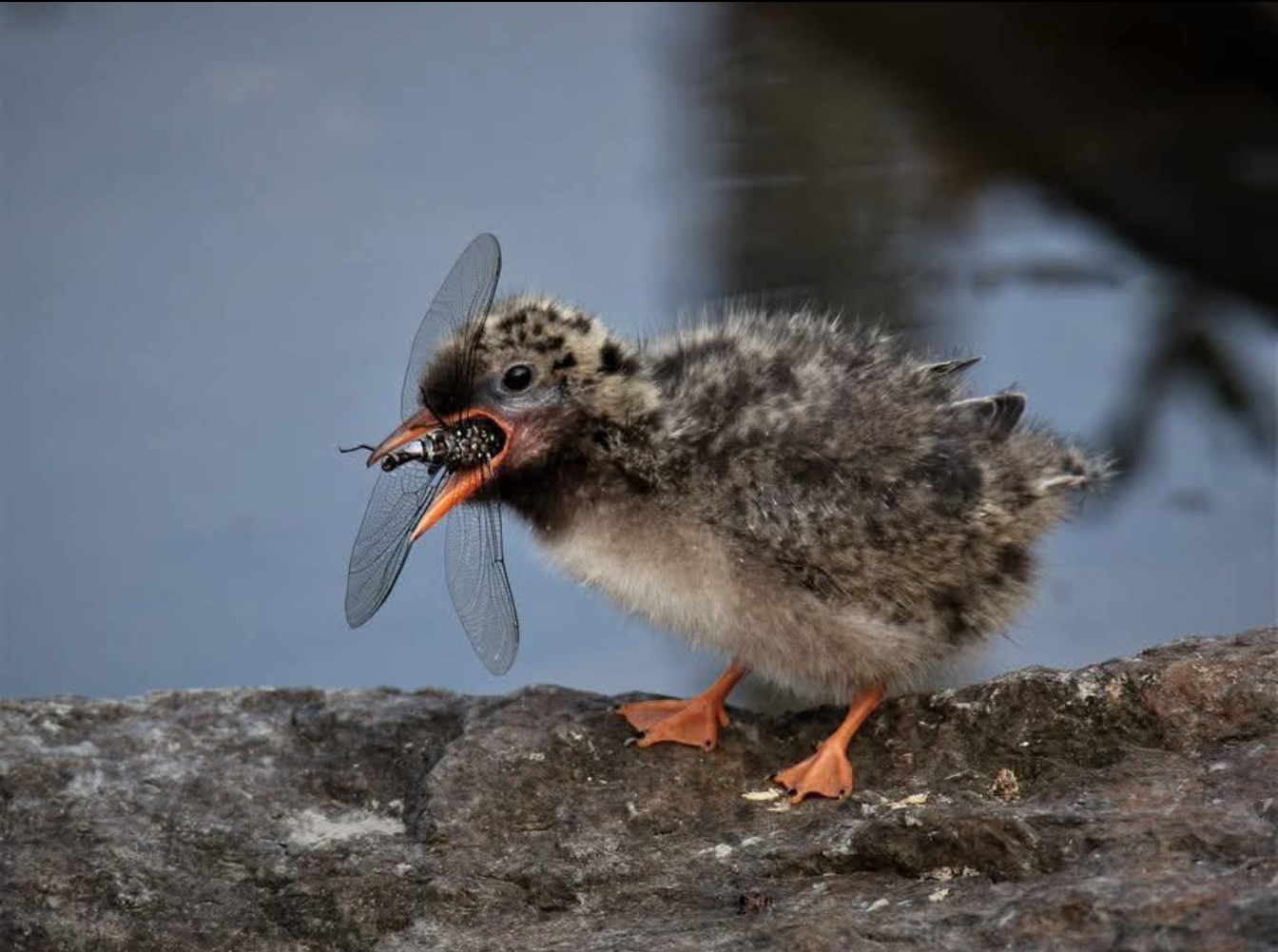 Product - 1747575048