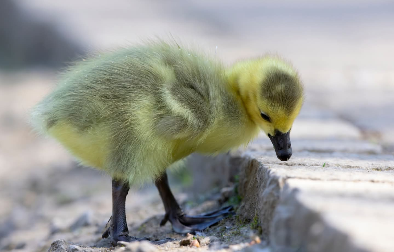 Product - 1747575115